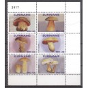 Suriname 2017 09 Paddenstoelen