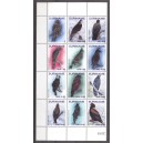 Suriname 2019 02 Adelaars