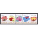 Caribisch Nederland 2020 03 Bloemen