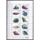 St. Maarten 2026 03 Tropische Schelpen